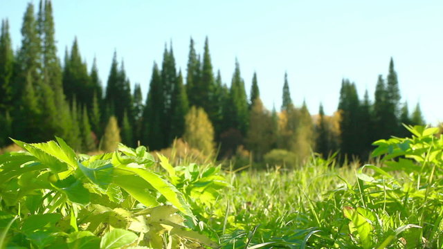 Green grass in a clearing in the woods. Dolly Slider Shot 