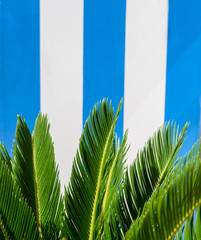 Palm tree against blue and whute wood background
