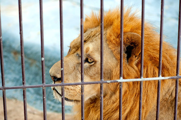 Male lion in cage