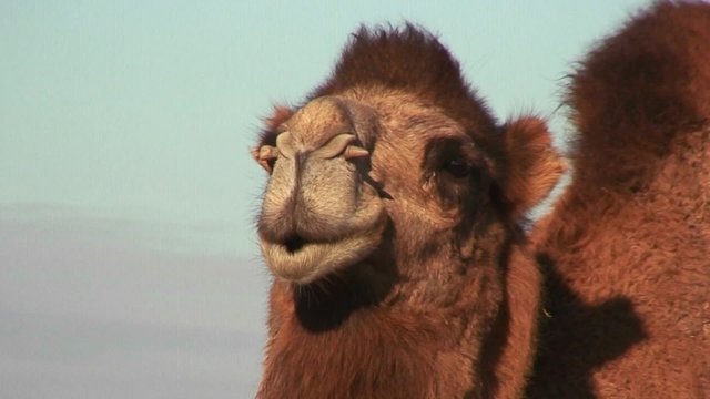 A camel looks at the camera along the Silk Road.