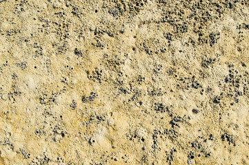 Small crab hold on the wet and become dry beach