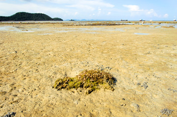 Shell and algea on the beach