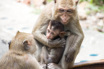 Naklejka premium 怒るサル 