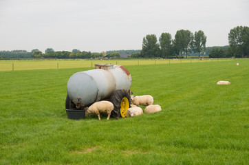 sheep in meadow