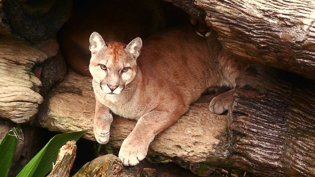 A puma or mountain lion in his den in Costa Rica.