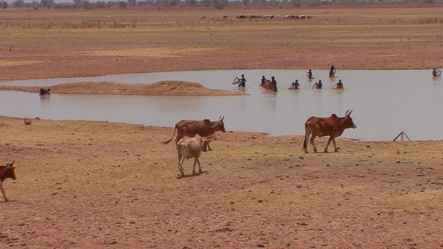 Cattle walk to a river to drink while children play in Mali, Africa.
