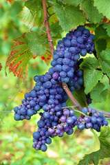 Red wine grapes growing in vineyard