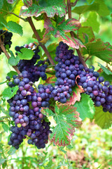 Red wine grapes growing in a vineyard