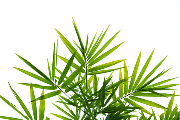 Fototapeta premium Bamboo leaves isolated on white.