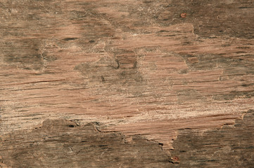 Texture of wood background closeup