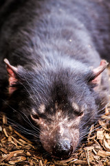 Tasmanian Devil タスマニアデビル