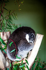 Koala Mother お母さんコアラ