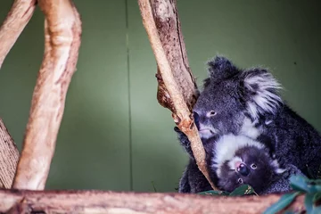 Photo sur Plexiglas Koala Koala Mère et bébé Koala parent et enfant