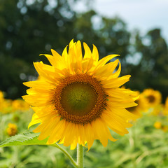 Fototapeta premium Close-up Sunflowers