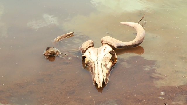The skull of a dead wildebeest sits in a river in Africa.