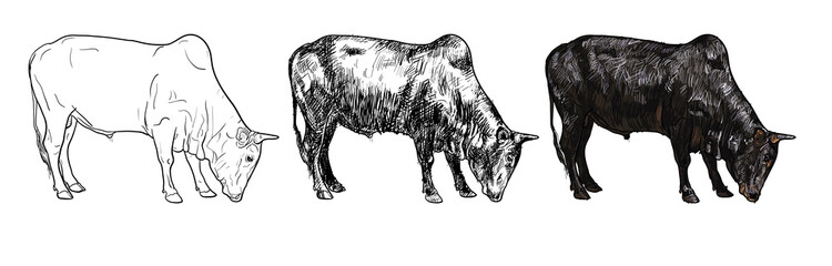 Drawing of ox - obrazy, fototapety, plakaty