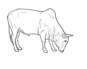 Drawing of ox