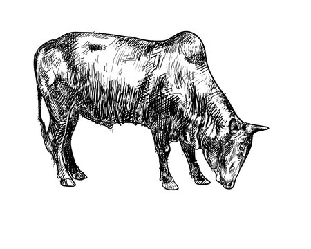 Drawing of ox