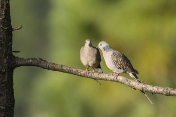Spotted dove in Ella, Sri Lanka
