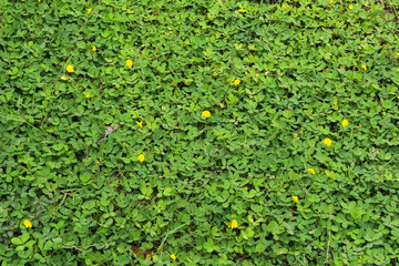 pinto peanut © Thanrada H.