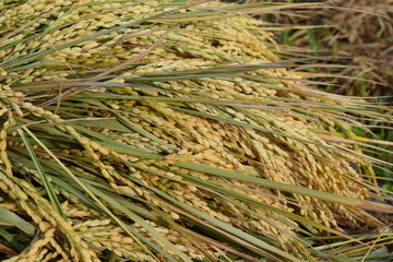 収穫された稲穂／山形県の庄内地方で稲刈りが始まり、収穫された稲穂を撮影した写真です。