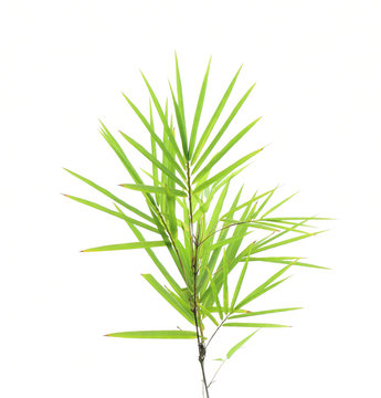 Bamboo leaves isolated on white.