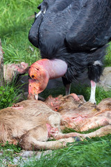 California Condor Feeding on Carcass