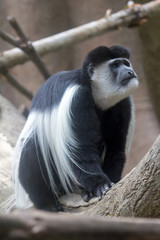 Black and White Colobus Monkey