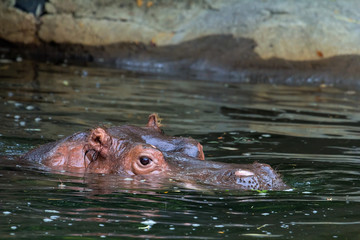 Obraz premium Hippopotamus Amphibius