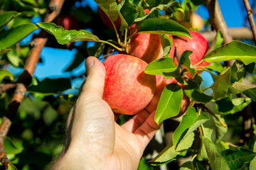 Picking a tasty looking Gala Apple..