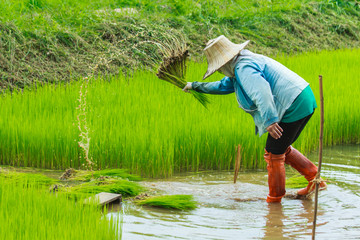 Fototapeta na wymiar Farmer, farming, seedlings, rice, agriculture.