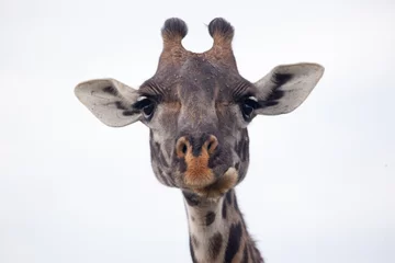Crédence de cuisine en verre imprimé Girafe Masai giraffe head, Serengeti National Park, Tanzania, Africa