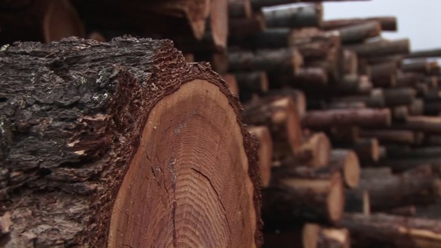 An extreme close-up of a log in a stack of cut timber.