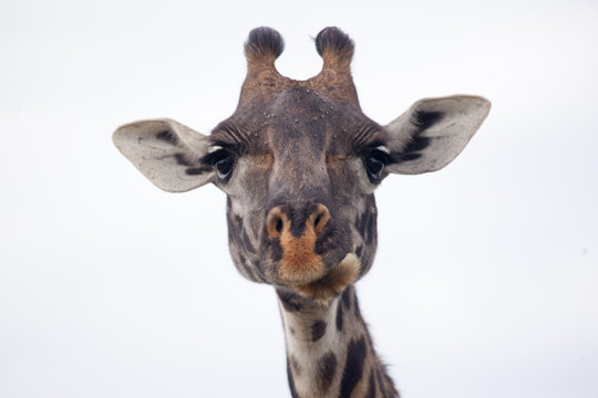 Masai giraffe head, Serengeti National Park, Tanzania, Africa