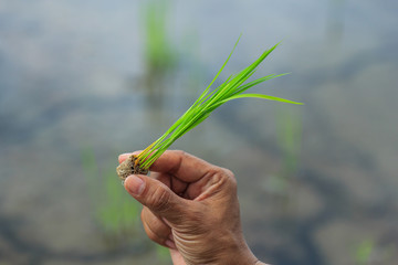  Farmer, farming, seedlings, rice, agriculture.