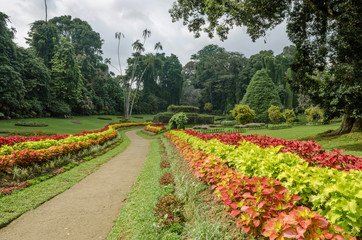 Fototapeta na wymiar Botanical garden of Peradeniya. Sri Lanka