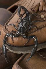 Hiding Heterometrus longimanus emerging from cover; unsharpen file