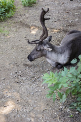 reindeer female lying on the ground