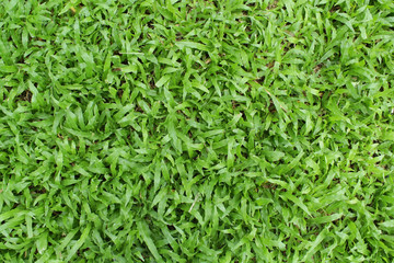 green grass