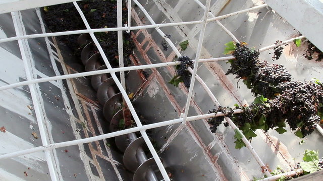 Stemmer crusher crushing grapes at a winery