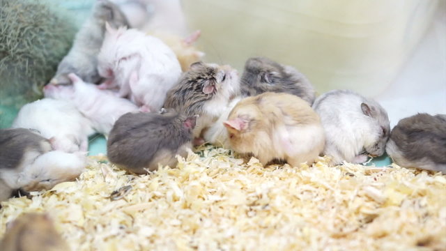 Video of Hamsters playing and eating together