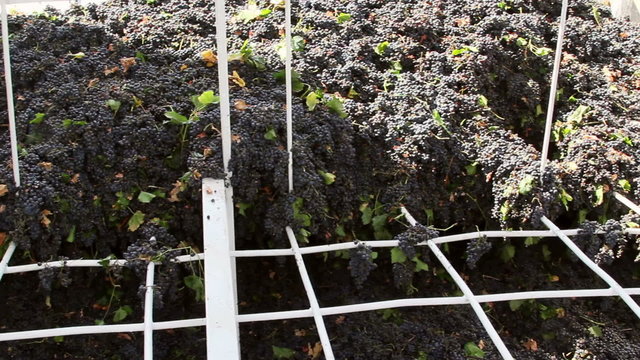 Stemmer crusher crushing grapes at a winery