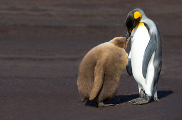 Obraz premium King Penguin feeding chick