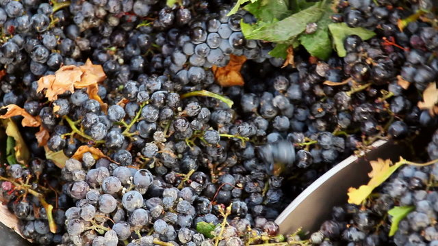 Stemmer crusher crushing grapes at a winery