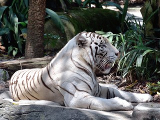 ホワイトタイガー