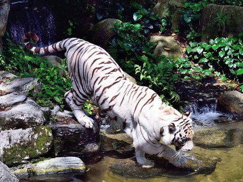 ホワイトタイガー