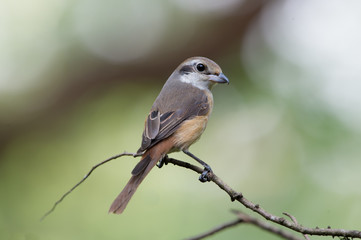 Obraz premium Grey backed Shrike