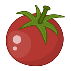 tomato isolated illustration