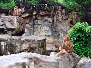 シンガポール動物園のマントヒヒ