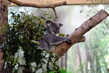 Photo sur Aluminium Koala コアラ